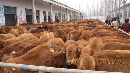 常年面向全国供应优质 肉牛 种牛 黄牛 小牛