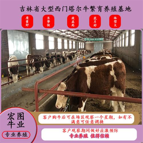 800斤西门塔尔母牛价格太原的大型种牛基地技术服务