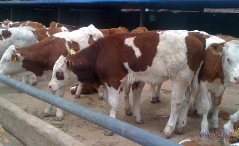 济宁奶牛,肉牛,肉羊,种牛,种羊,改良西门塔尔肉牛图片 肉牛养殖肉牛